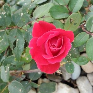 Meet your Posher, Darold